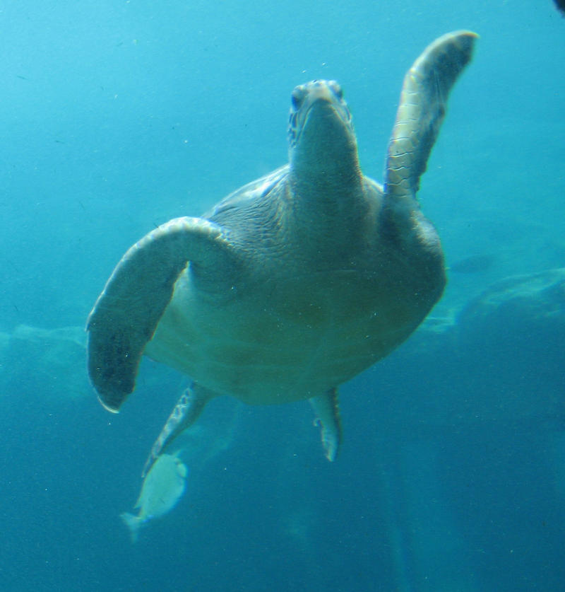Sea Turtle by GreenEyezz-stock