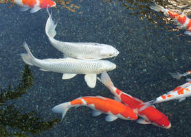 White Koi Fish