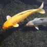 Yellow and White Koi Fish