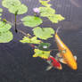 Koi Fish under Lillies II