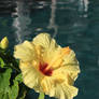 Yellow Hibiscus