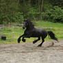 Black Friesian Horse Knight 1