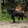 Black Friesian Horse 2
