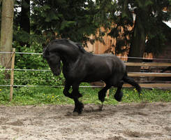 Black Friesian Horse 2