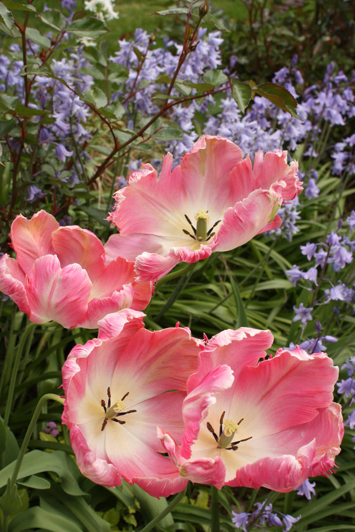 Pink Tulips by GreenEyezz-stock