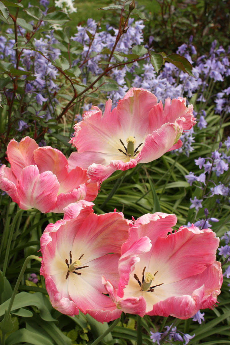 Pink Tulips by GreenEyezz-stock