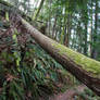 Fallen Tree