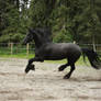Black Friesian Horse 3