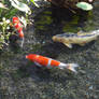 Koi Fish Under Lillies III