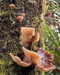 Forest Mushrooms 