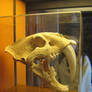 Saber Tooth Tiger Skull 2