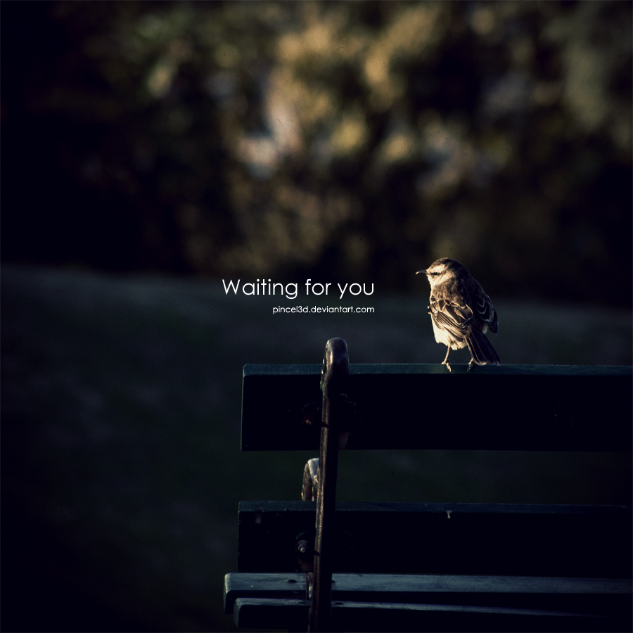 Waiting for You - Little bird