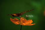 Butterfly by pincel3d