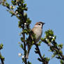 Tree sparrow