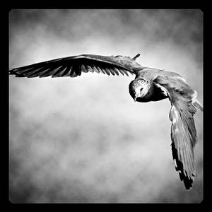Bw 052 by PhotographyBi Bw 052 by PhotographyBi