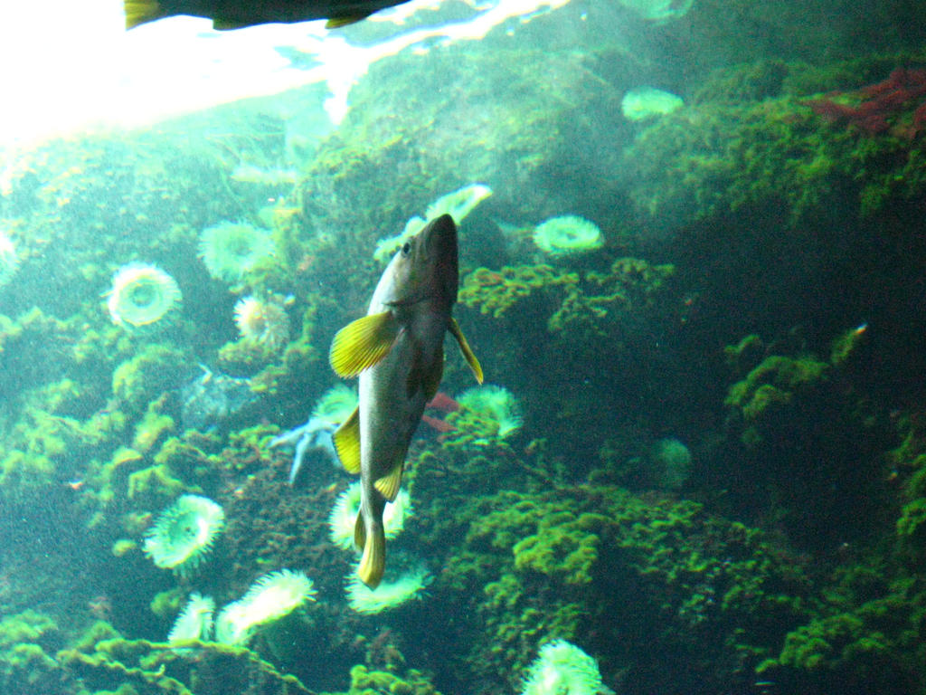 Flash Fish by felinemon on DeviantArt