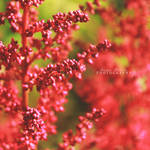 Red Passion by MadSubstance