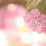 17.52 - Tender Blossom