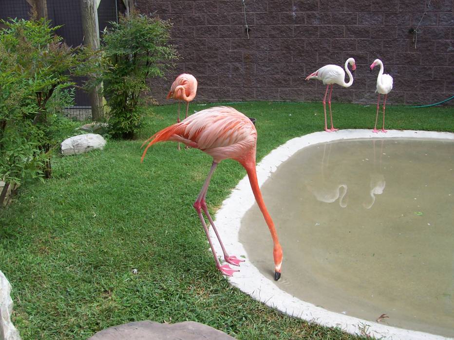 Flamingo Community