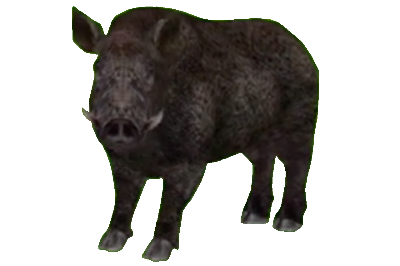 Boar Monkey Deviantart Big Buck Safari Wild Boar #1 by DipperBronyPines98 on DeviantArt
