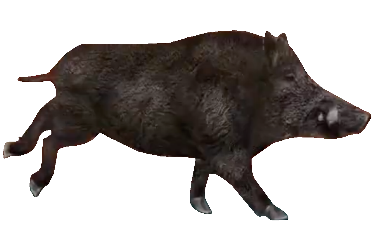 Boar Monkey Deviantart Big Buck Safari Wild Boar #2 by DipperBronyPines98 on DeviantArt