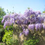 Wisteria02