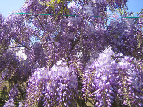 Wisteria03