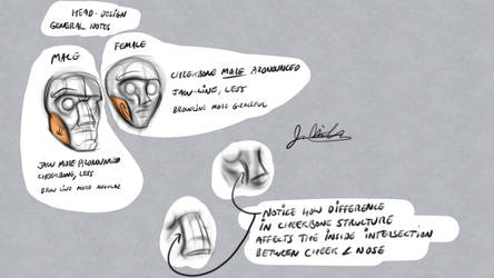 Head construction male and female notes and observ