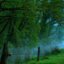 Misty Morning by the River