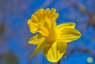 ecourbandesign daffodil