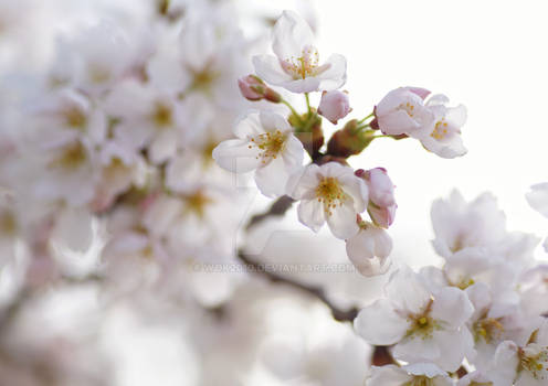 cherry blossoms in Heidelberg, Germany