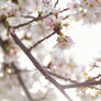 cherry blossoms in Heidelberg, Germany