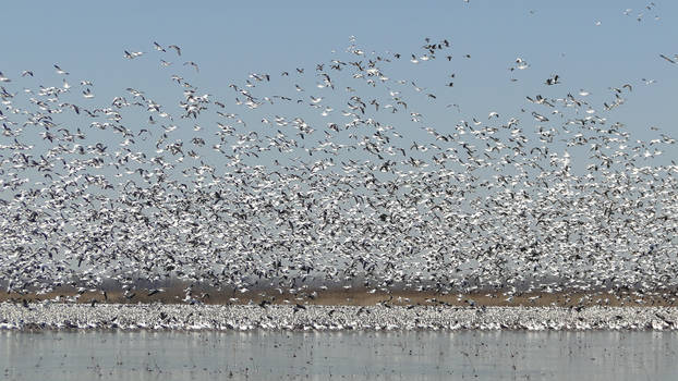 Snow Geese No. 3