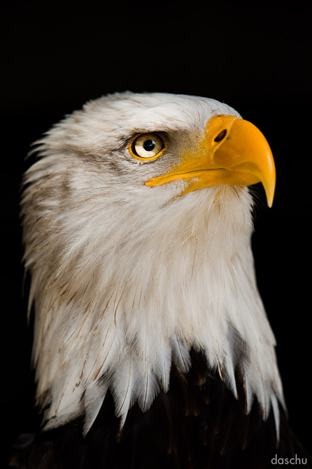 Bald Eagle / Weiskopfseeadler