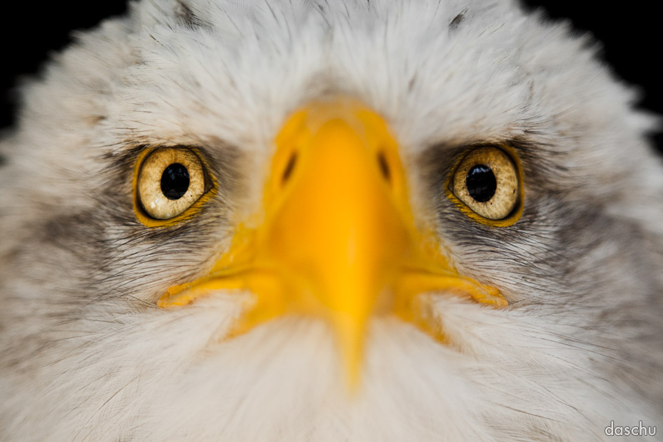 Bald Eagle / Weiskopfseeadler