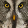 Great Grey Owl / Bartkauz