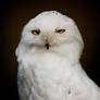 Snowy Owl / Schnee-Eule