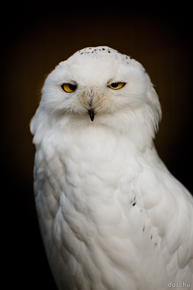 Snowy Owl / Schnee-Eule