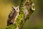 Indian Scops Owl / Hindu-Halsbandeule by DaSchu