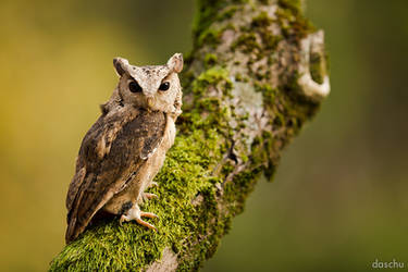 Indian Scops Owl / Hindu-Halsbandeule