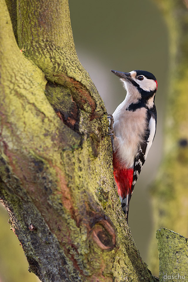 Great Spotted Woodpecker / Buntspecht