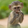 Baby Vervet Monkey