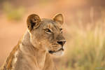 Lion in the morning light by DaSchu Lion in the morning light by DaSchu