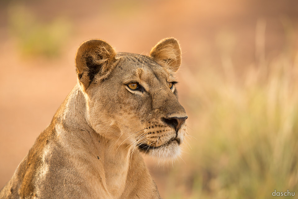 Lion in the morning light