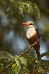 Grey-headed Kingfisher by DaSchu