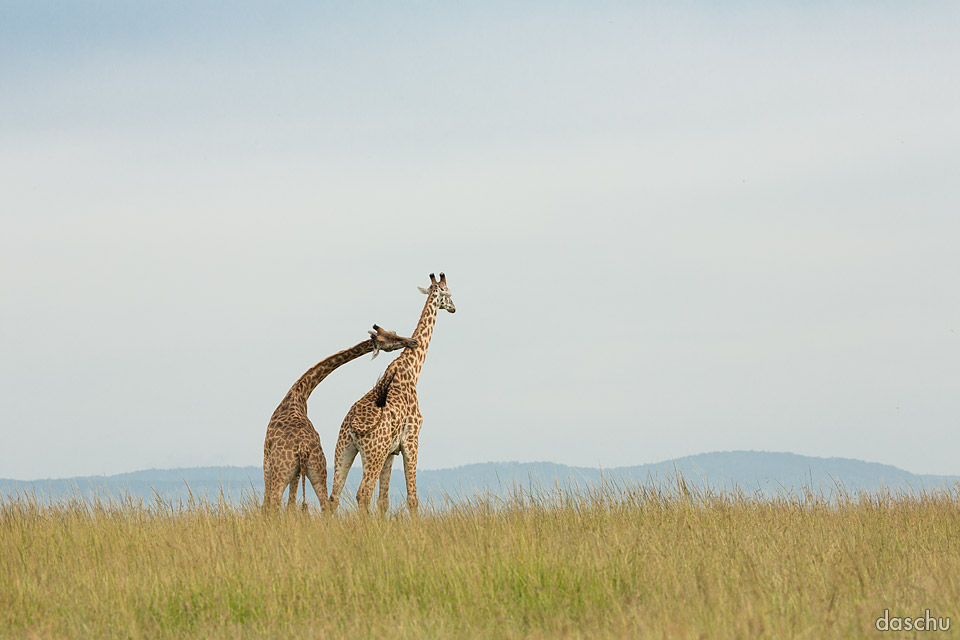 Fighting Giraffes