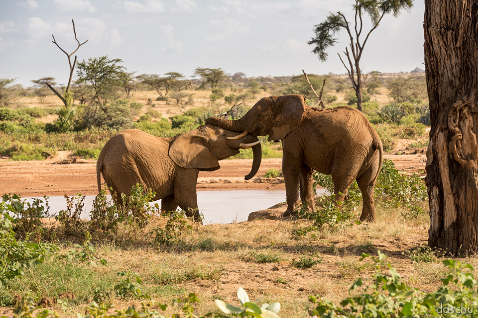 Fighting Elephants