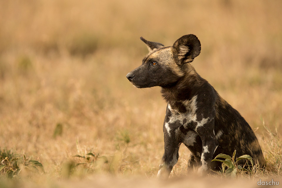 African wild dog