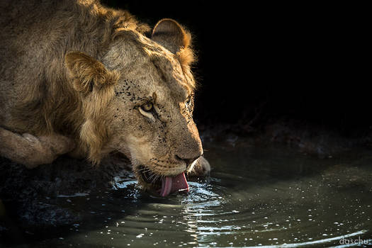 drinking lion (wildlife)