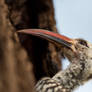 Red-billed Hornbill Portrait